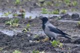 20210216_Bonte Kraai_Holte